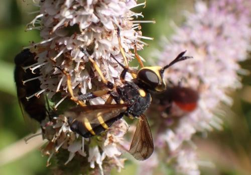 Conops flavipes